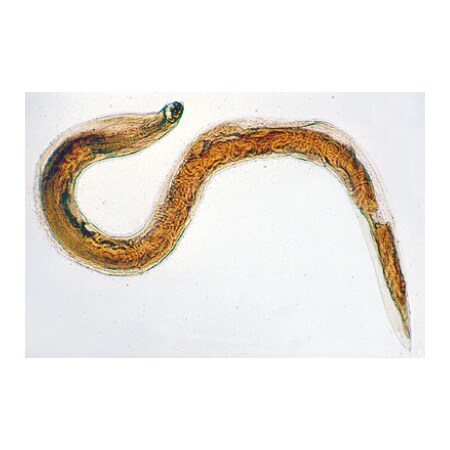 3B Scientific General Parasitology - German 1004142